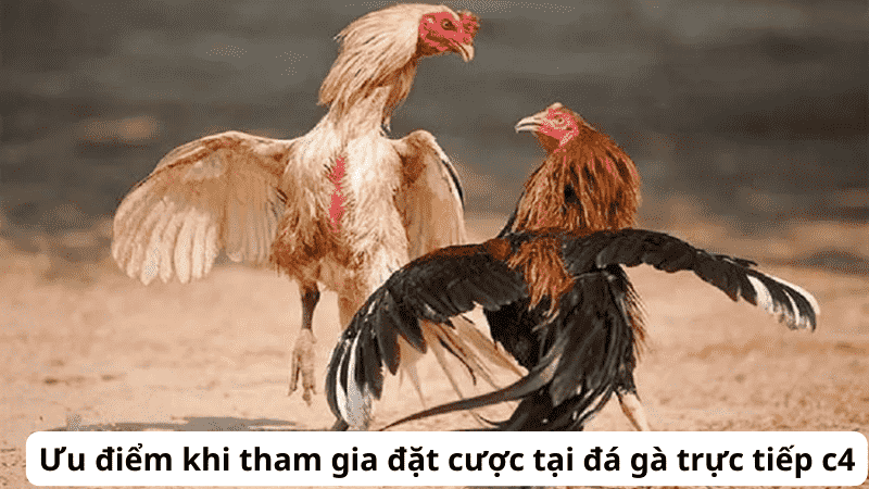 2. Lịch Sử và Truyền Thống Đá Gà